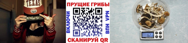 Псилоцибиновые грибы Cubensis  Купить  Камышлов 
